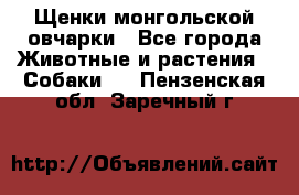 Щенки монгольской овчарки - Все города Животные и растения » Собаки   . Пензенская обл.,Заречный г.
